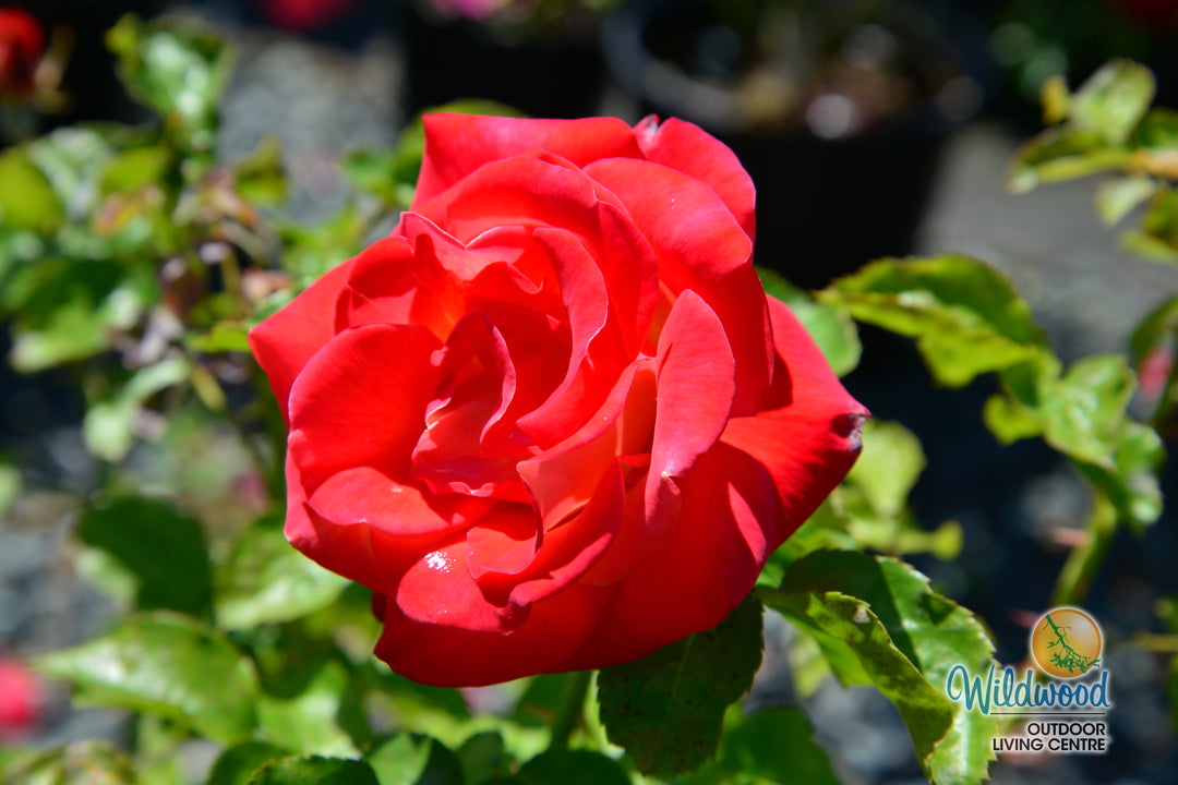 Burst of Joy - Weeks Rose