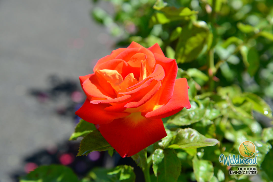 Burst of Joy - Weeks Rose