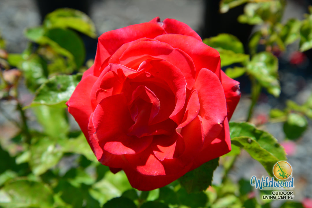 Burst of Joy - Weeks Rose