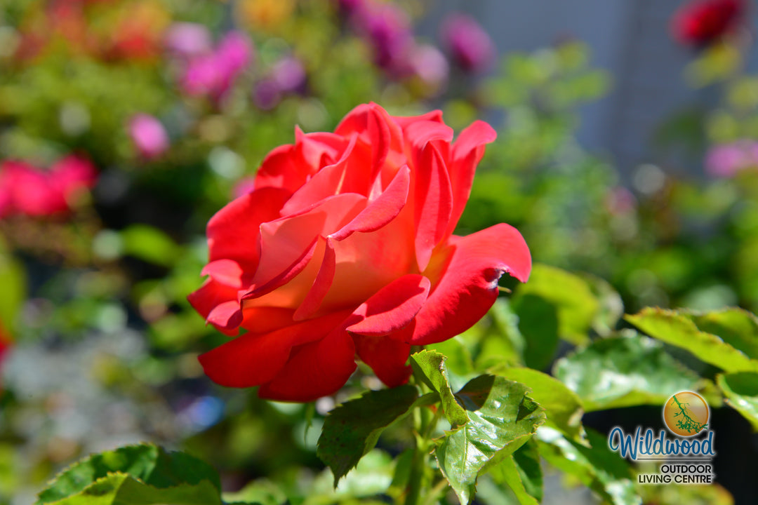Burst of Joy - Weeks Rose