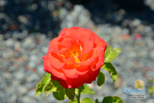 Burst of Joy - Weeks Rose