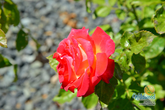 Burst of Joy - Weeks Rose