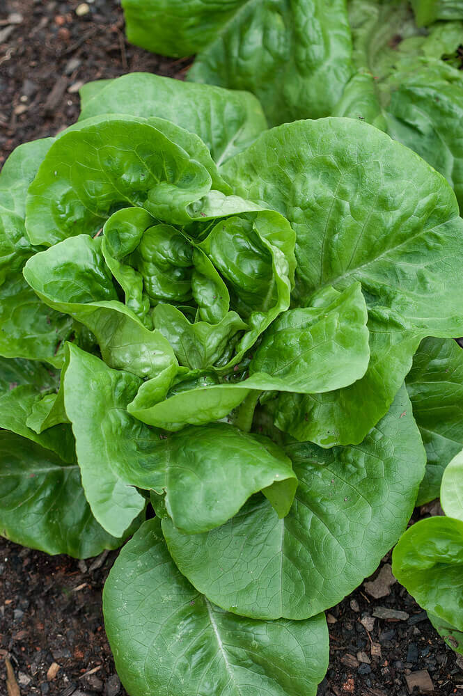 Lettuce Salad Collection Jumbo - Ontario Seed Company