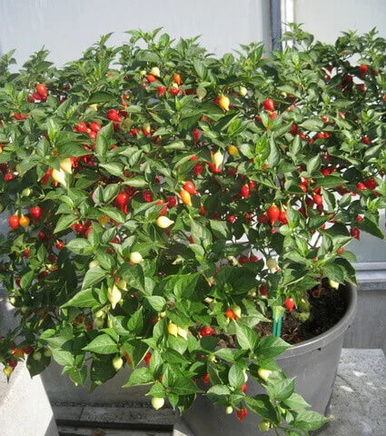 Pepper Chili Button Mixed International - Aimers Seeds