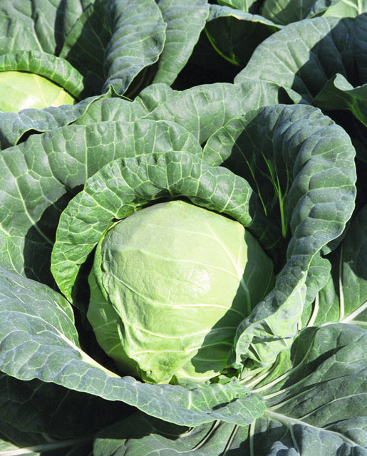 Organic Cabbage Tiara - West Coast Seeds