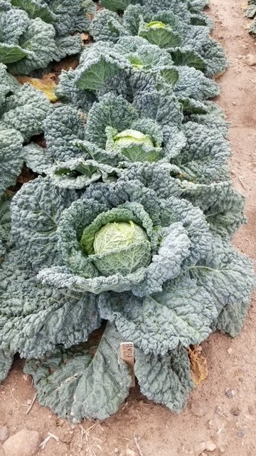 Organic Cabbage Famosa - West Coast Seeds – Wildwood Outdoor Living