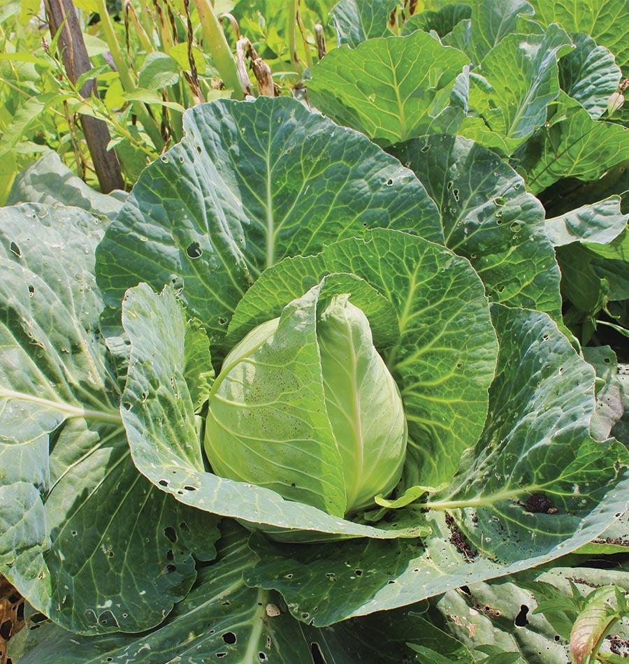 Cabbage Early Jersey Wake - Pacific Northwest Seeds