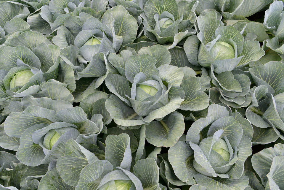 Cabbage Expectation - West Coast Seeds