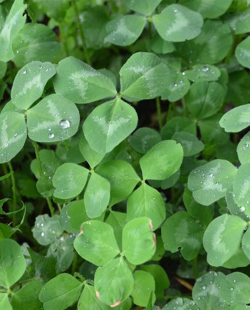 Organic Klondike Ladino Clover - West Coast Seeds