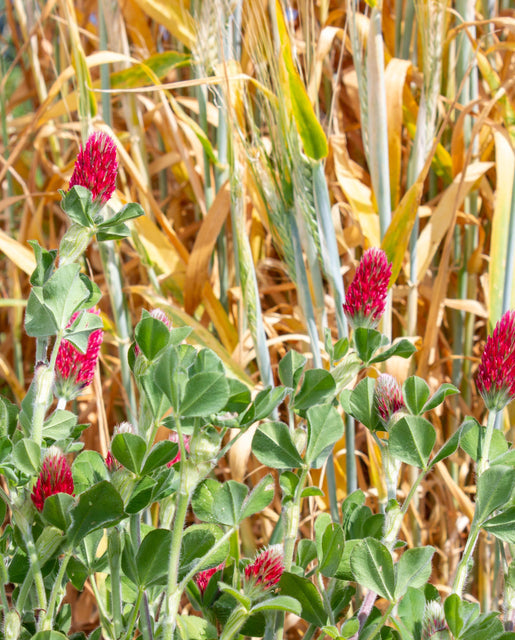 Organic Crimson Clover - West Coast Seeds