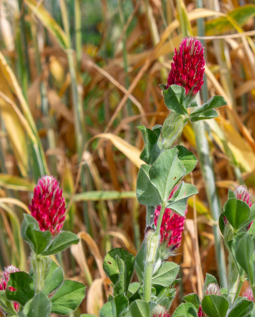 Organic Crimson Clover - West Coast Seeds