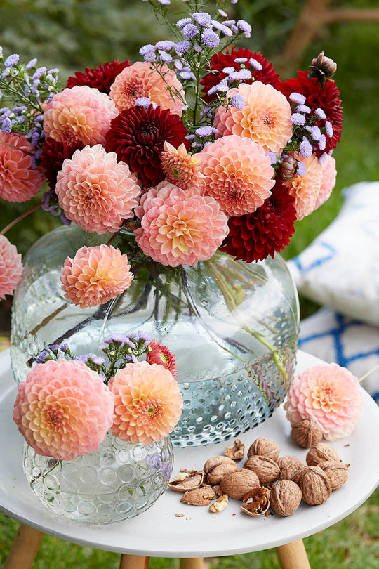 Dahlias - Antique Copper, Colourful Companions, 3 Pack