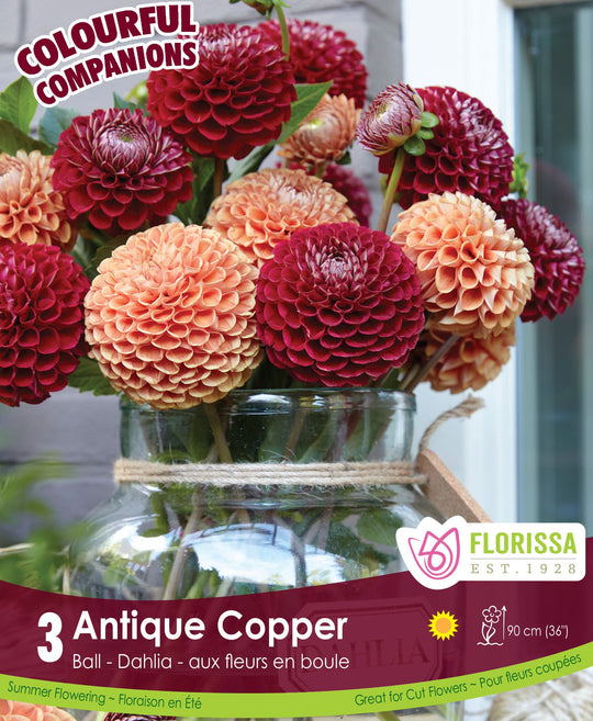 Dahlias - Antique Copper, Colourful Companions, 3 Pack