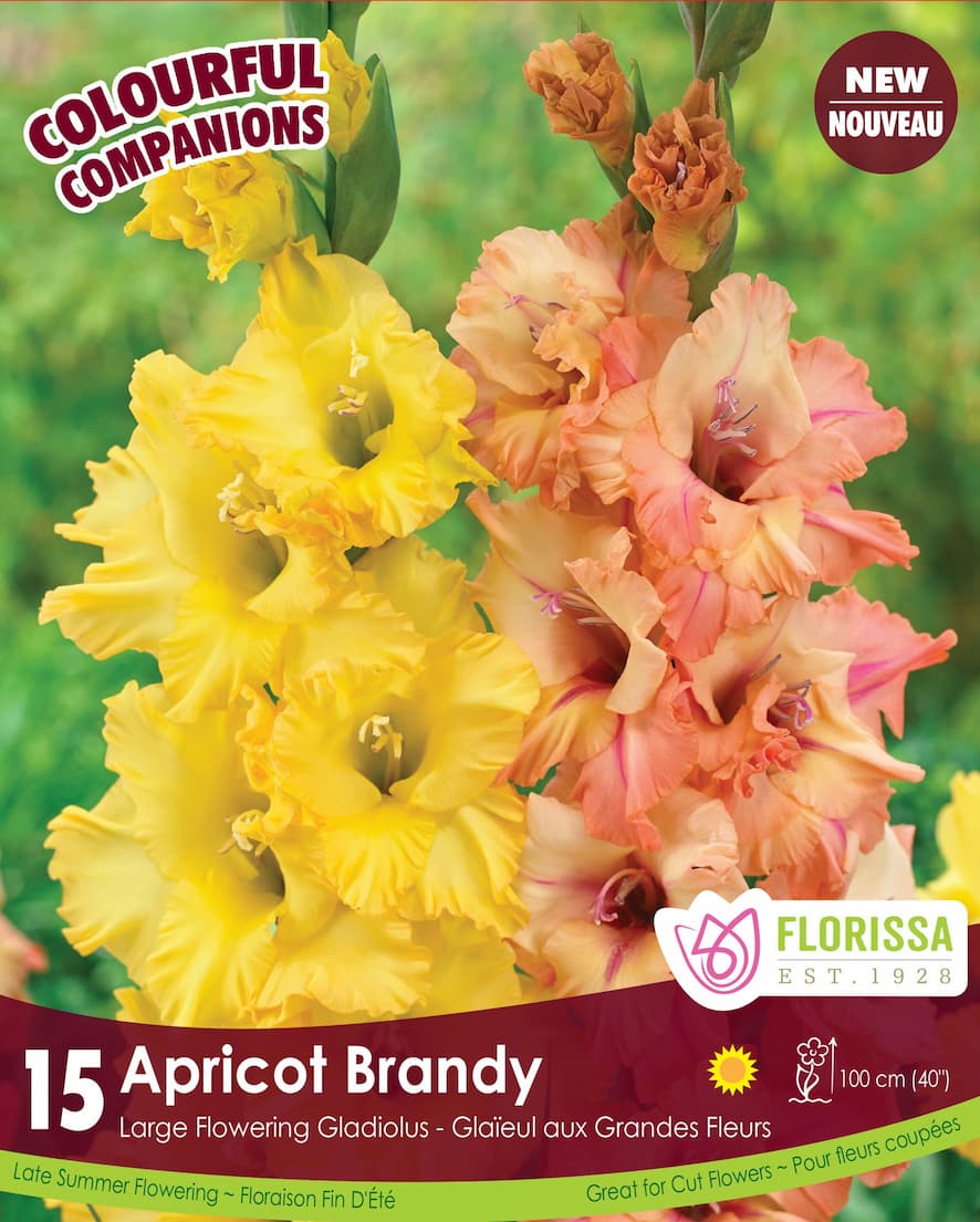 Gladiolus - Apricot Brandy, Colourful Companions, 15 Pack