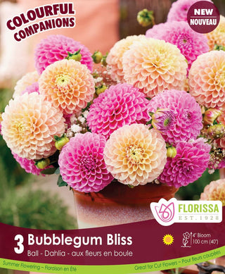 Dahlias - Bubblegum Bliss, Colourful Companions, 3 Pack