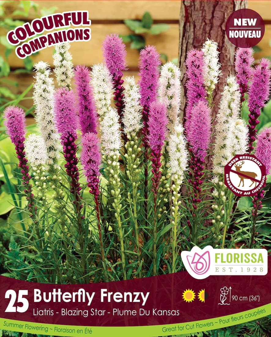 Liatris - Butterfly Frenzy, Colourful Companions, 25 Pack