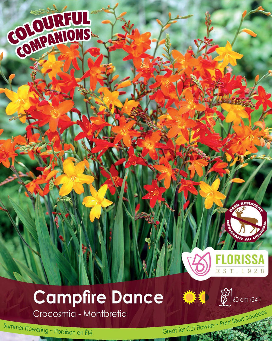 Crocosmia - Campfire Dance, Colourful Companions, 20 Pack