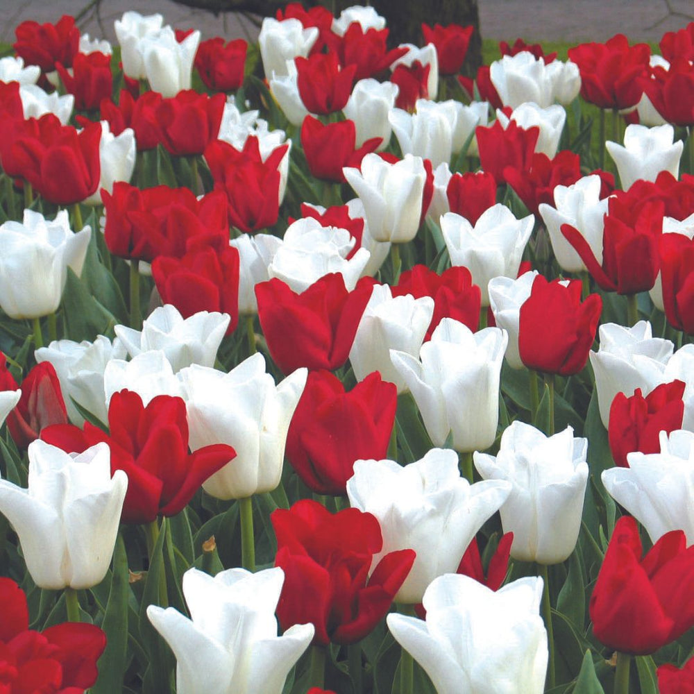 Tulips - Canadian Eh! Colourful Companions, 16 Pack