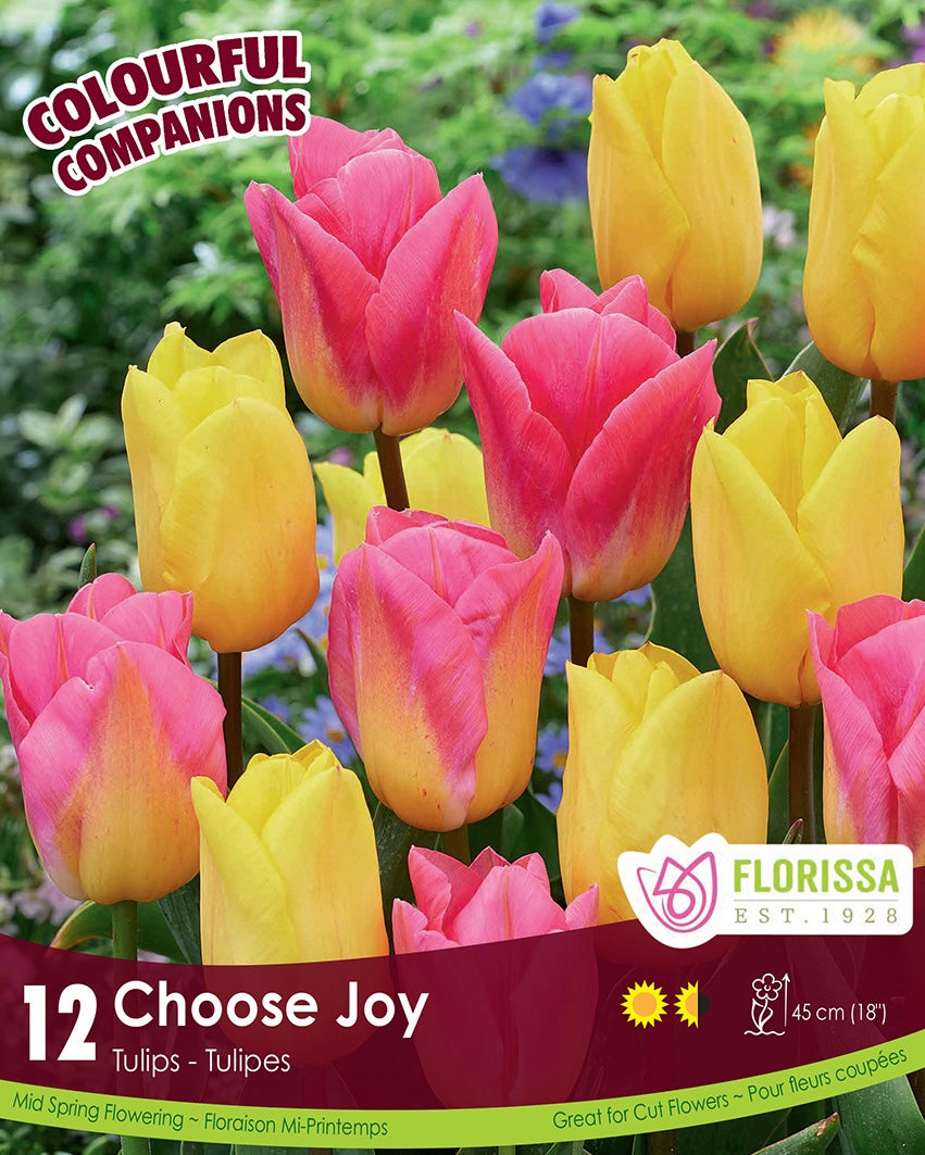 Tulips - Choose Joy, Colourful Companions, 12 Pack