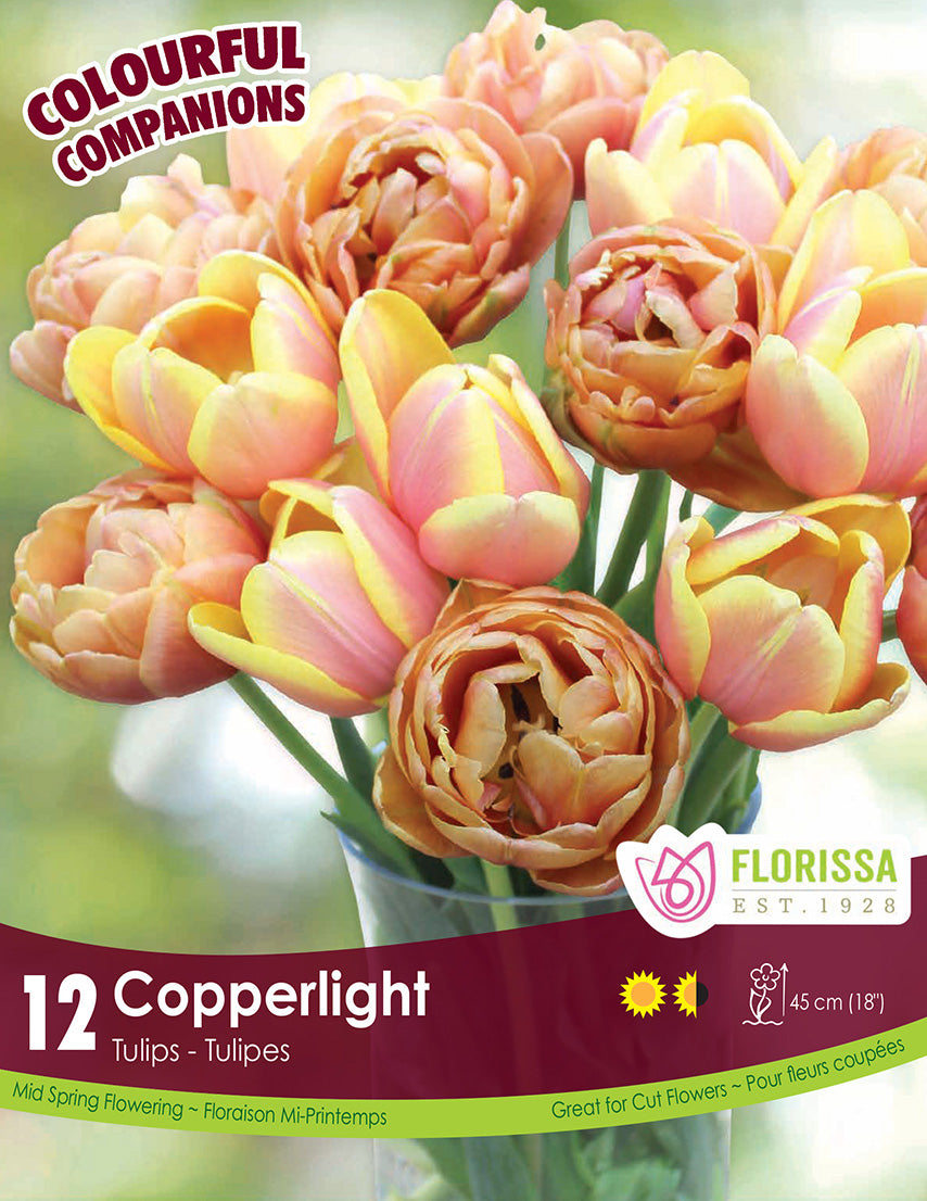 Tulip - Copperlight - Colourful Companions, 12 Pack