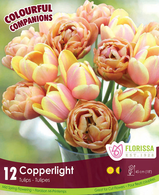 Tulip - Copperlight - Colourful Companions, 12 Pack