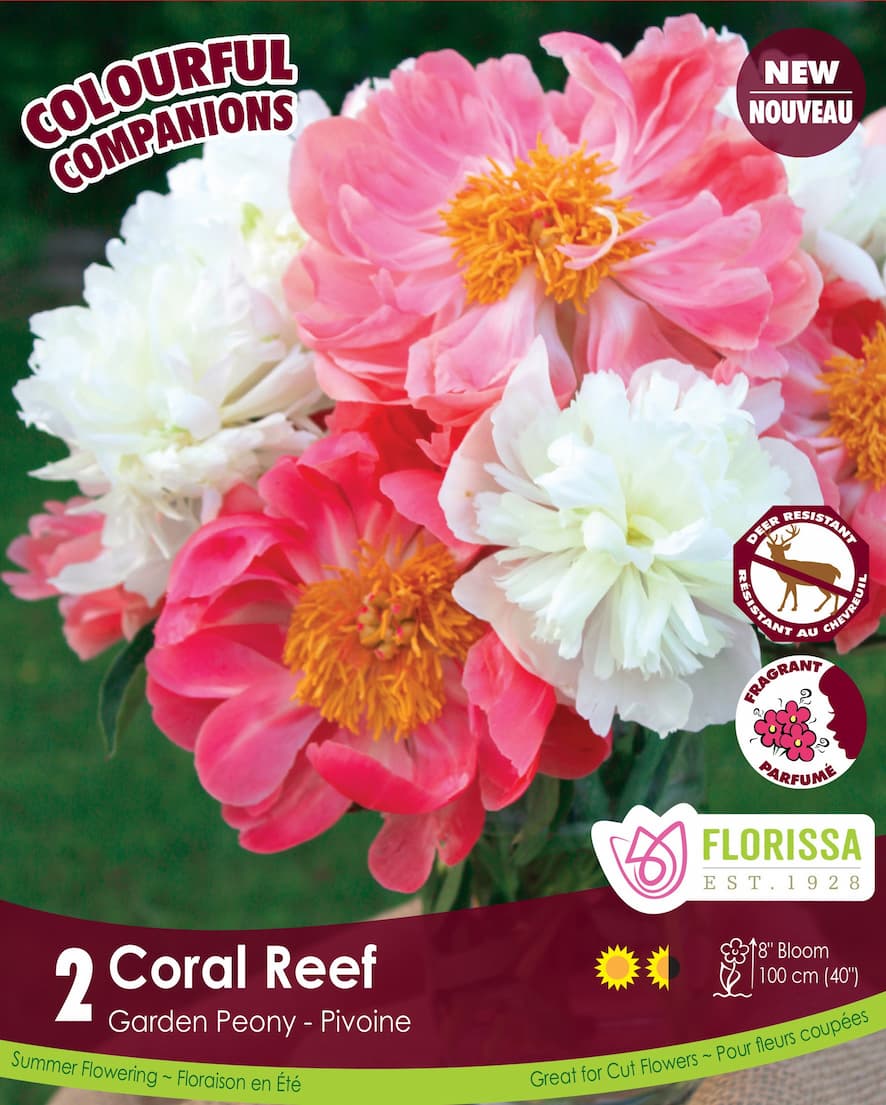 Peony - Coral Reef, Colourful Companions, 2 Pack