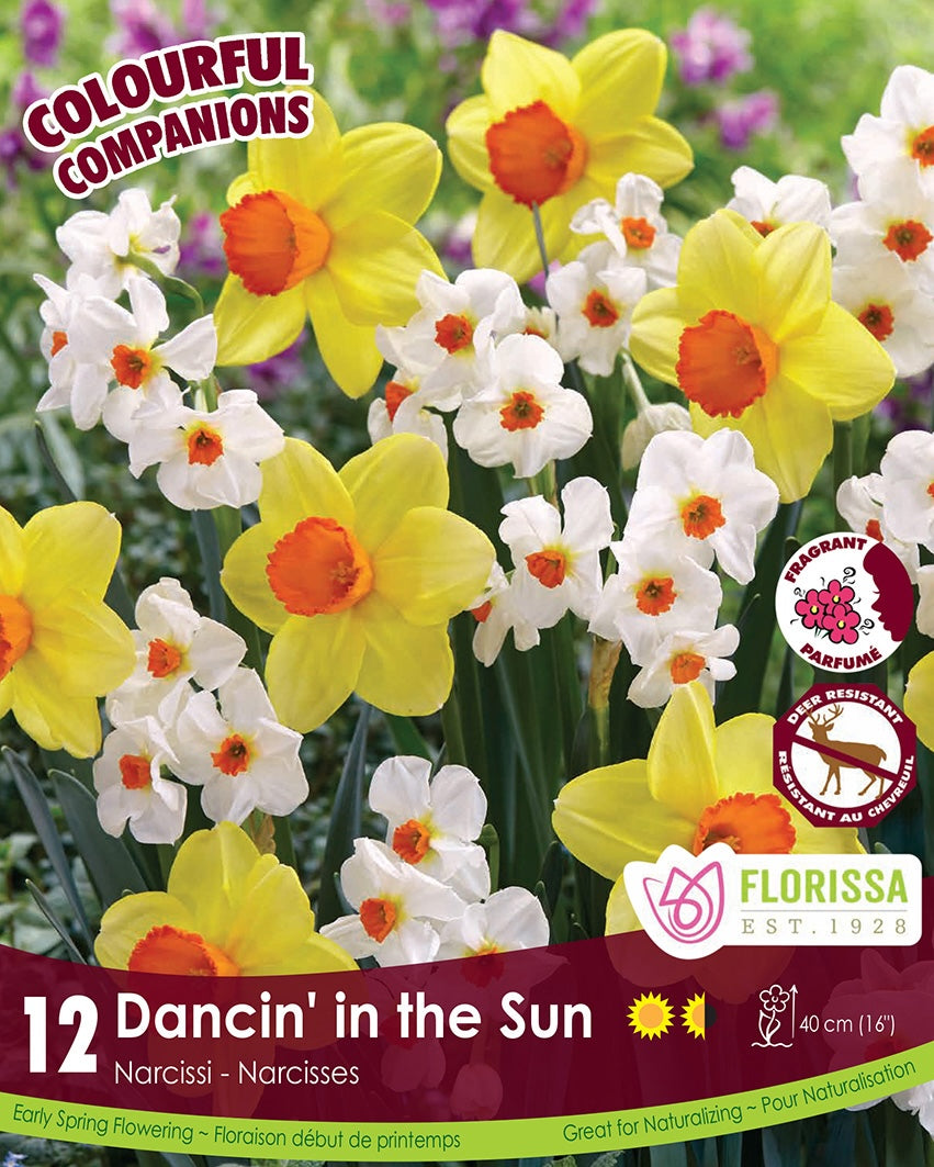 Narcissi - Dancin' In The Sun, Colourful Companions, 12 Pack