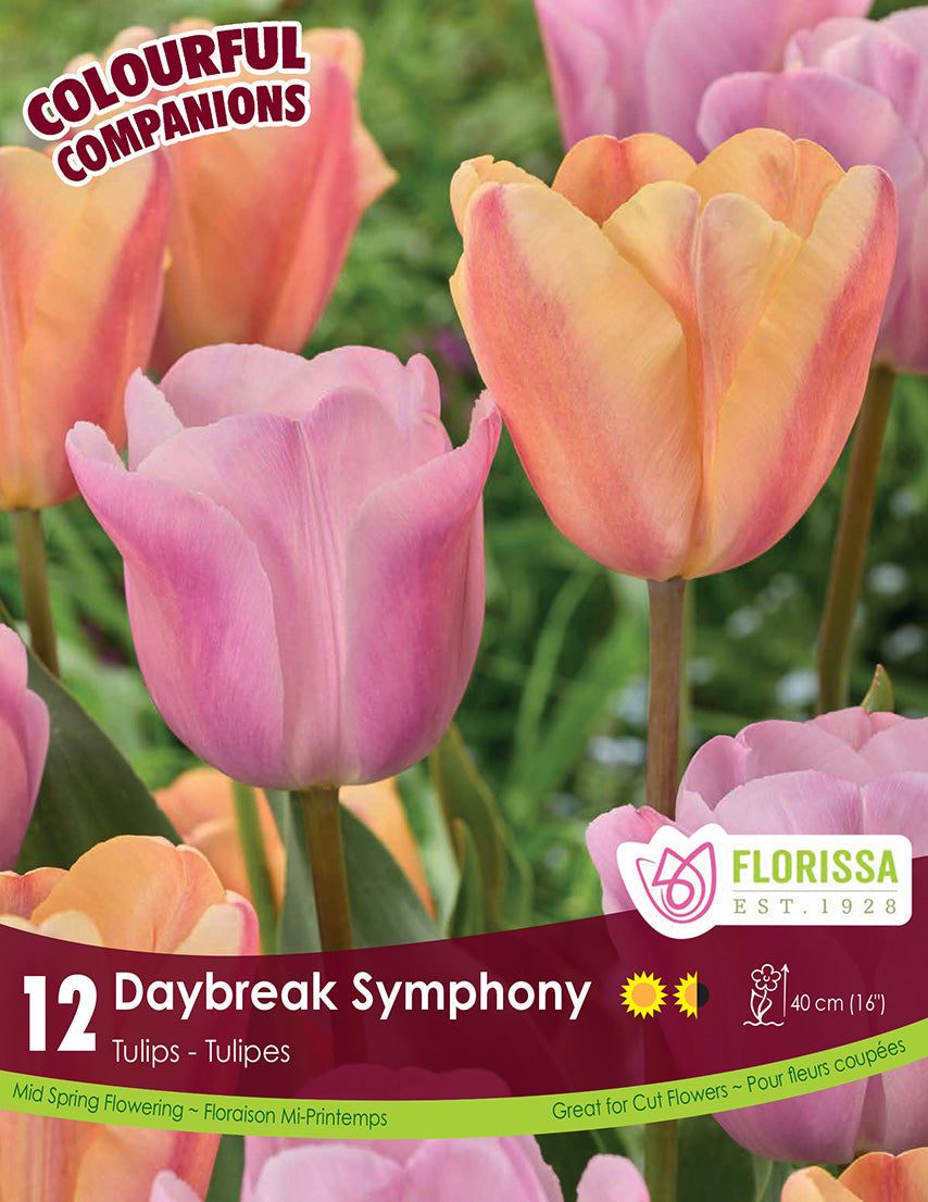 Tulip - Daybreak Symphony, Colour Companions, 12 Pack
