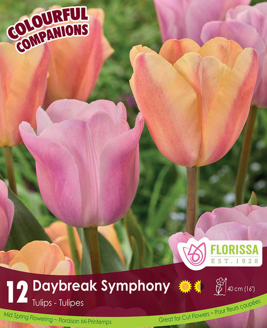 Tulip - Daybreak Symphony, Colour Companions, 12 Pack