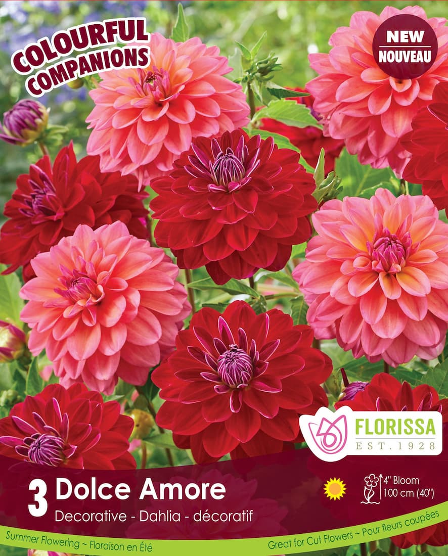 Dahlia - Dolce Amore (Sweet Love), Colourful Companions, 3 Pack