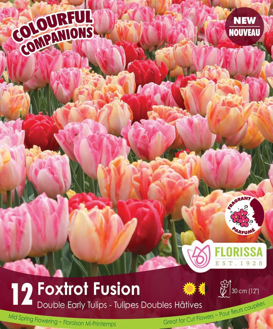 Tulips - Foxtrot Fusion, Colourful Companions, 12 Pack