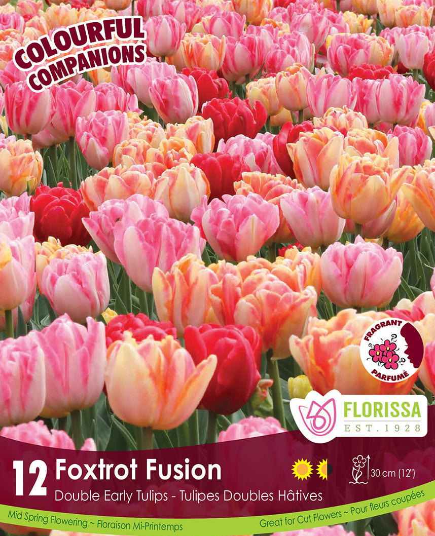 Tulips - Foxtrot Fusion, Colourful Companions, 12 Pack