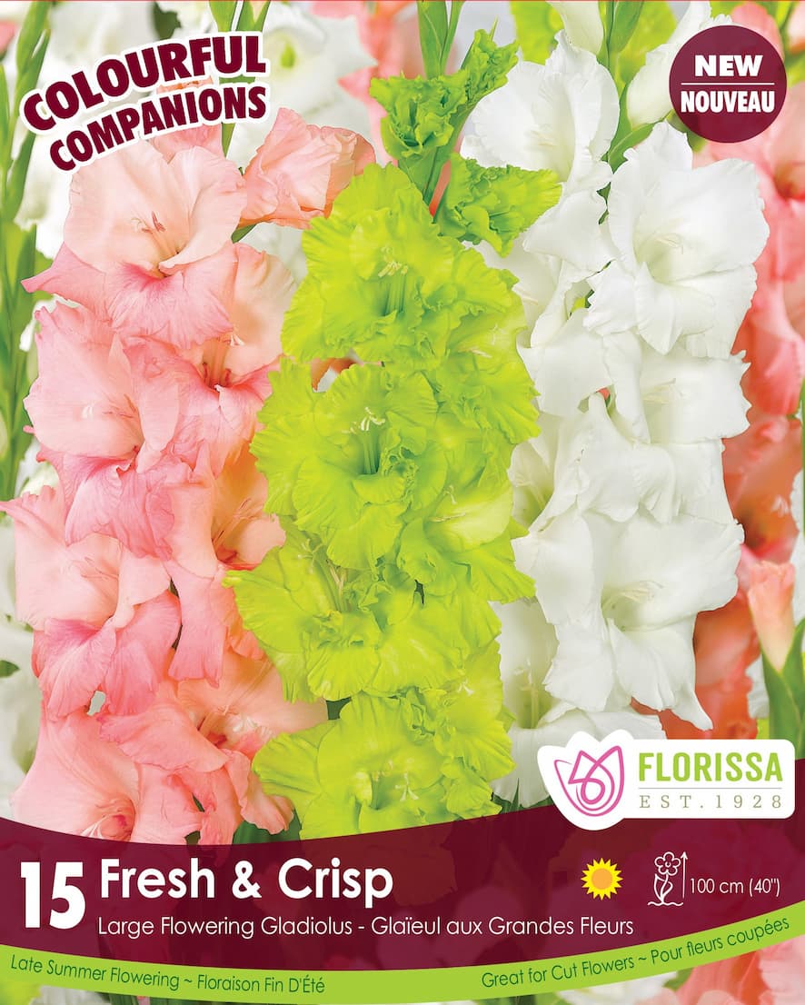 Gladiolus - Fresh and Crisp, Colourful Companions, 15 Pack
