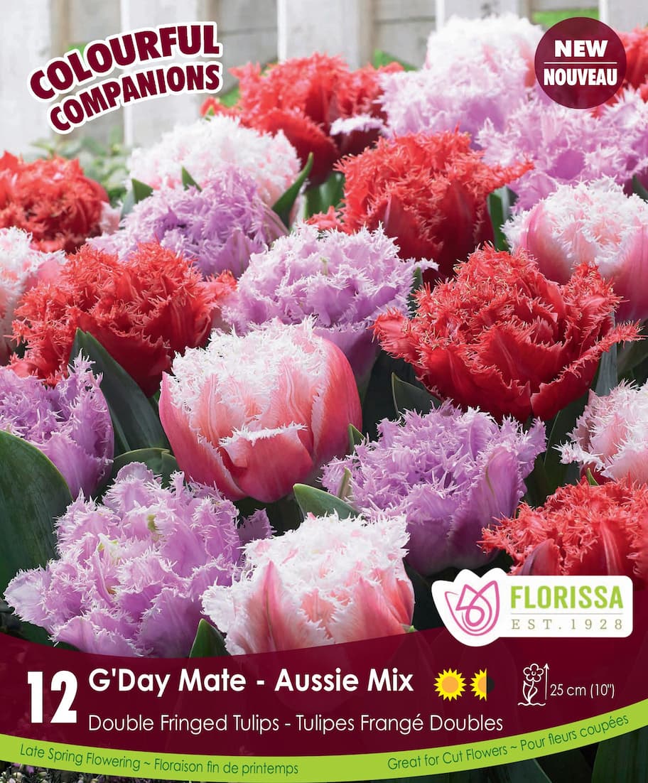 Tulips - G’Day Mate, Colourful Companions, 12 Pack