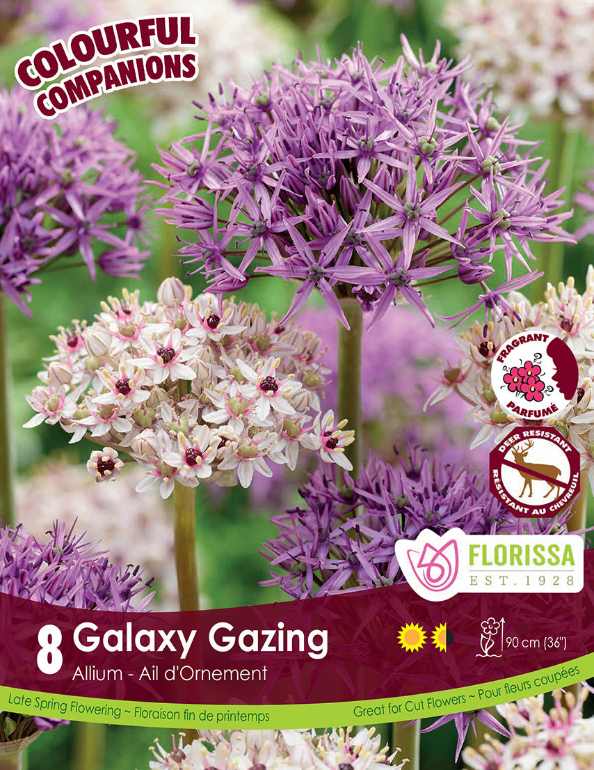 Alliums - Galaxy Gazing, Colourful Companions, 8 Pack
