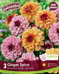 Dahlia - Ginger Spice, Colourful Companions, 3 Pack