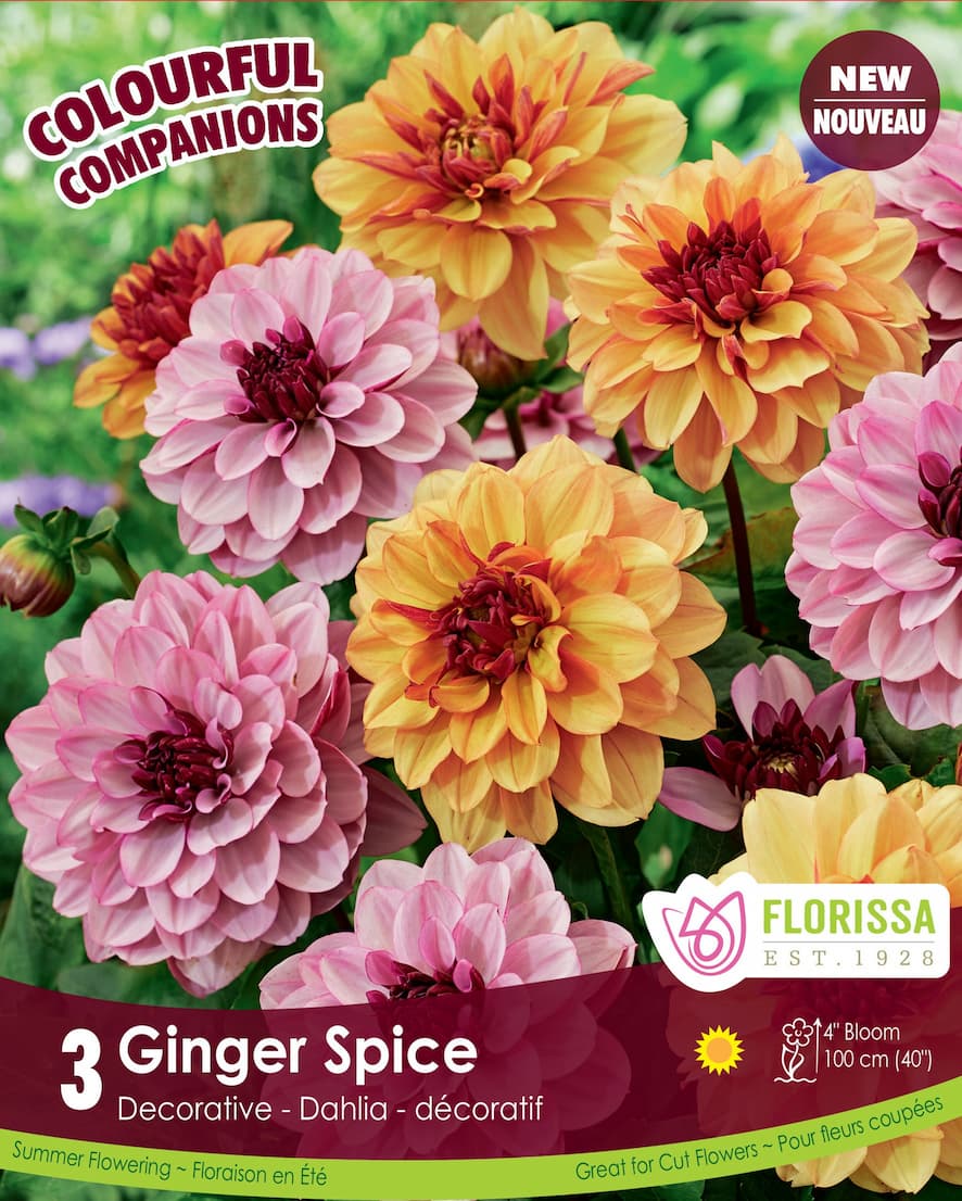 Dahlia - Ginger Spice, Colourful Companions, 3 Pack