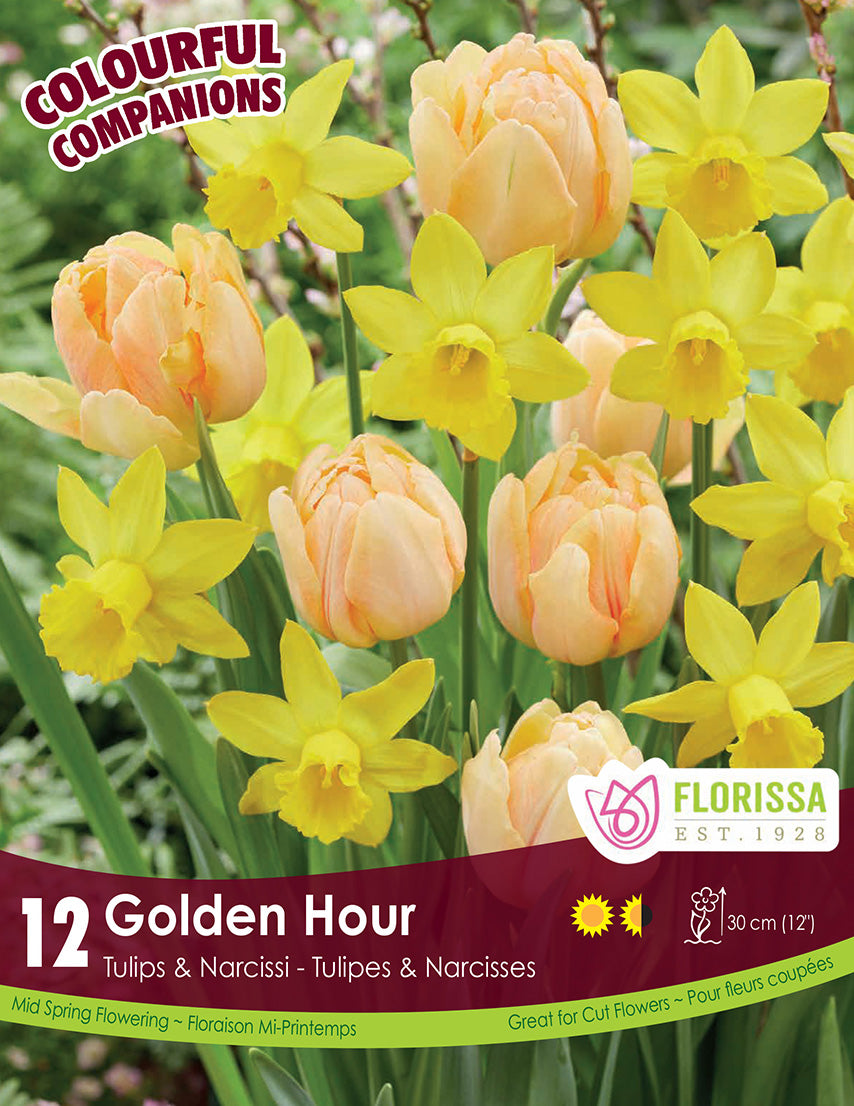 Tulips & Narcissi - Golden Hour, Colourful Companions, 12 Pack
