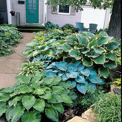Hosta - Green Glow, Colourful Companions, 3 Pack