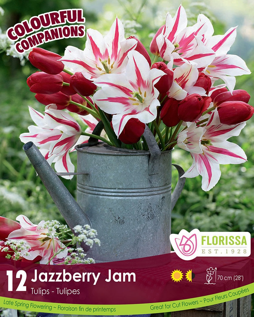 Tulips - Jazzberry Jam, Colourful Companions, 12 Pack