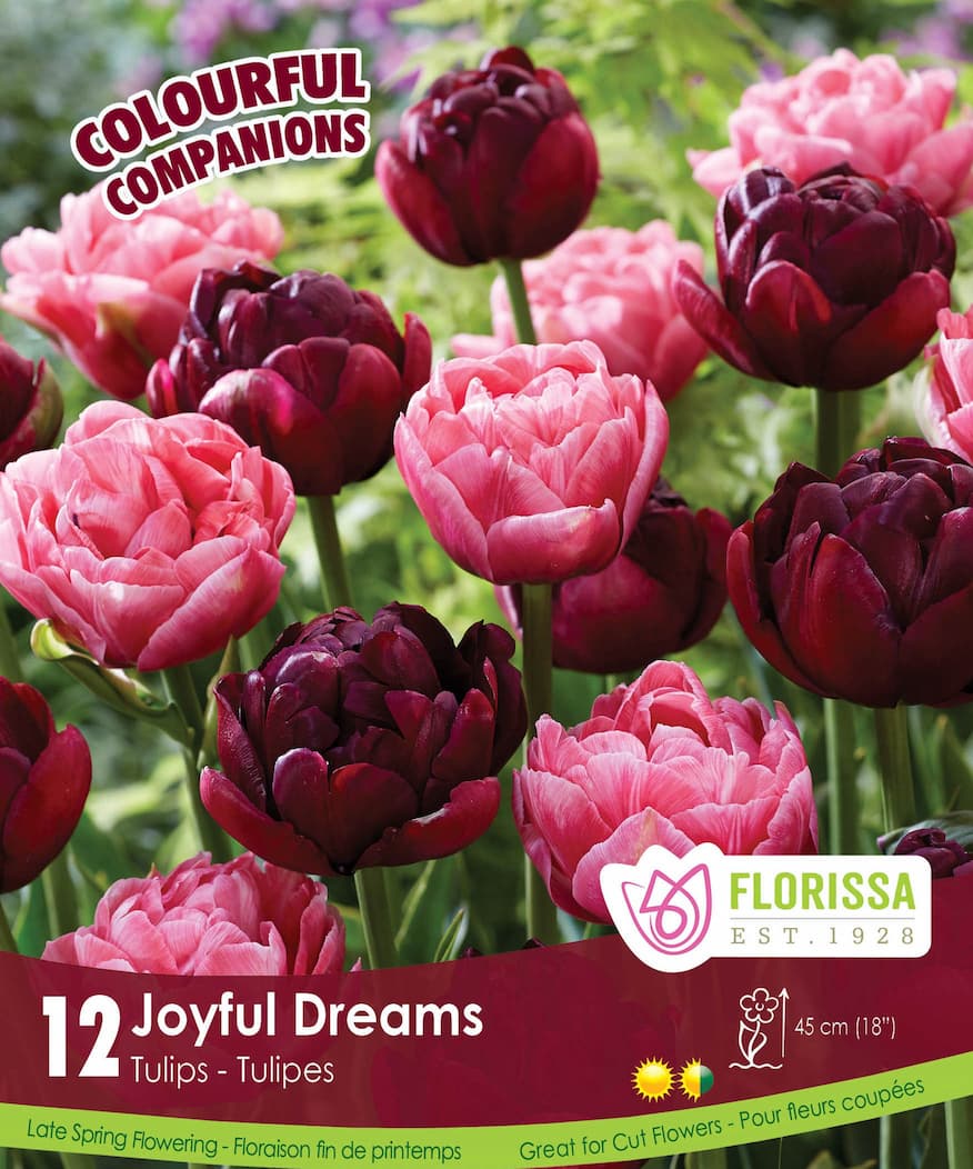 Tulips - Joyful Dreams, Colourful Companions, 12 Pack