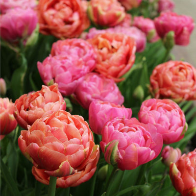Tulips - Joyful Hearts, Colourful Companions, 12 Pack
