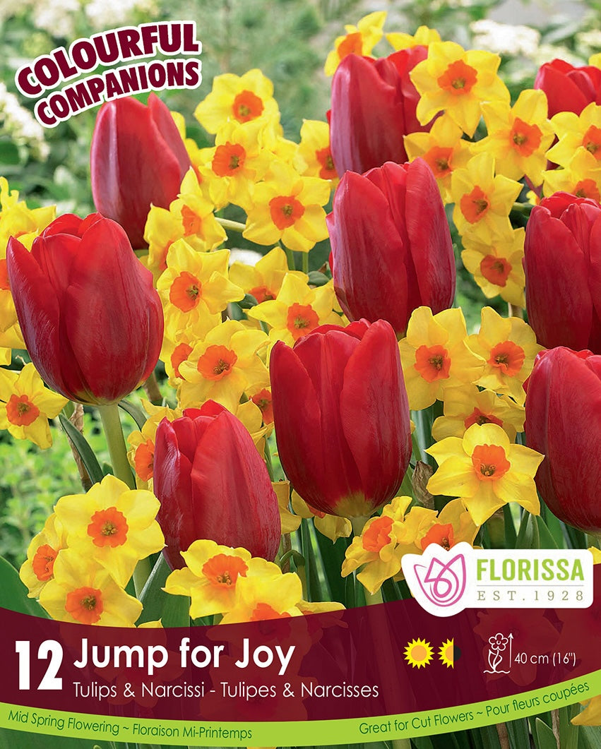 Tulips & Narcissi, Jump for Joy, Colourful Companions  - 12 pack