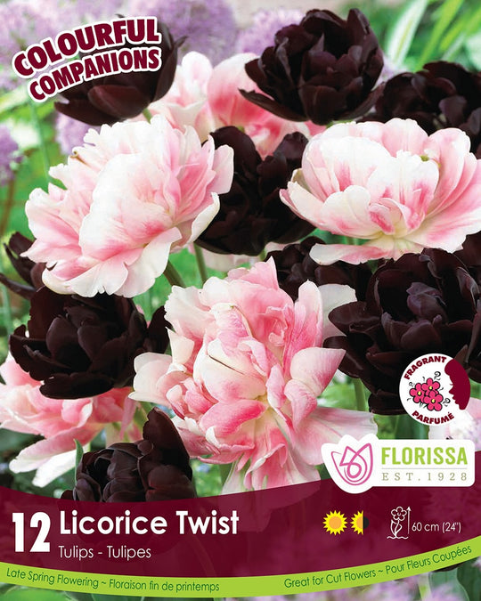 Tulips - Licorice Twist, Colourful Companions, 12 Pack