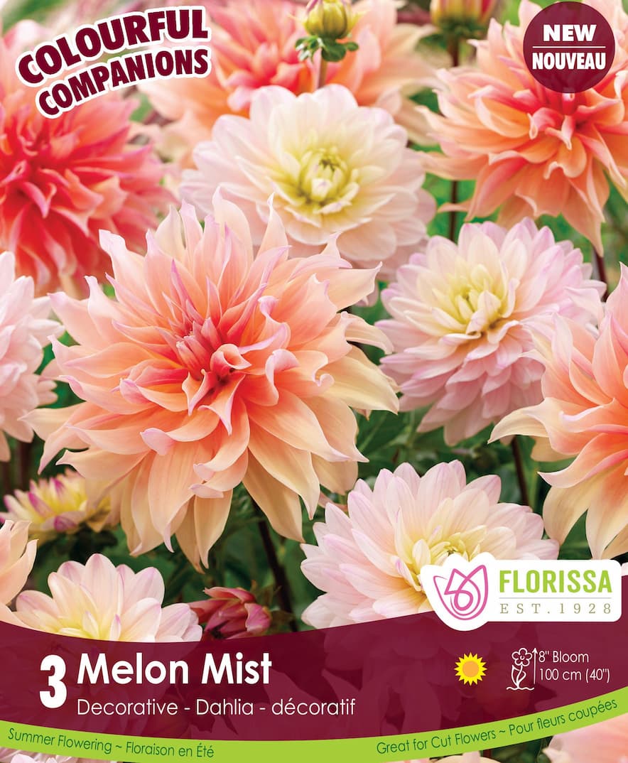 Dahlias - Melon Mist, Colourful Companions, 3 Pack