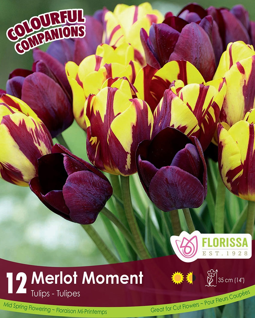 Tulips - Merlot Moment, Colourful Companions, 12 Pack