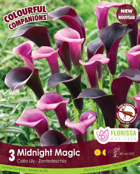 Calla Lily - Midnight Magic, Colourful Companions, 3 Pack