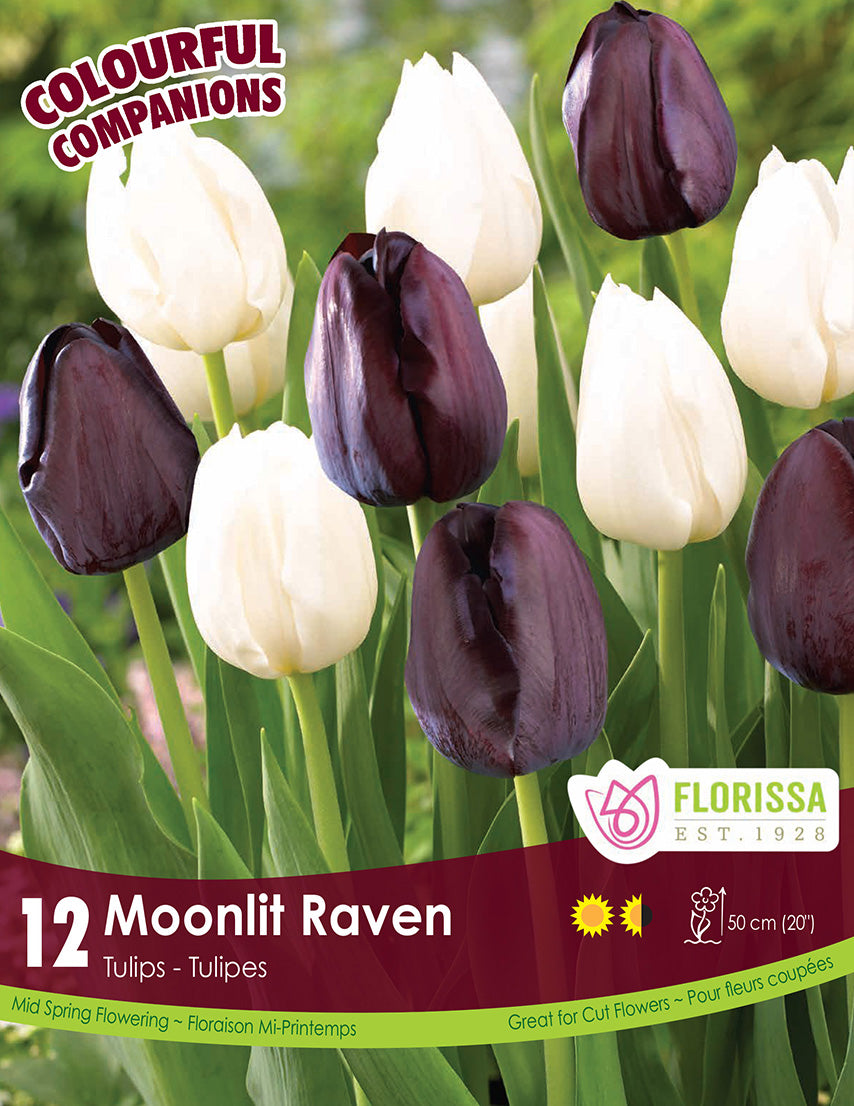Tulip - Moonlit Raven, Colourful Companions, 12 Pack