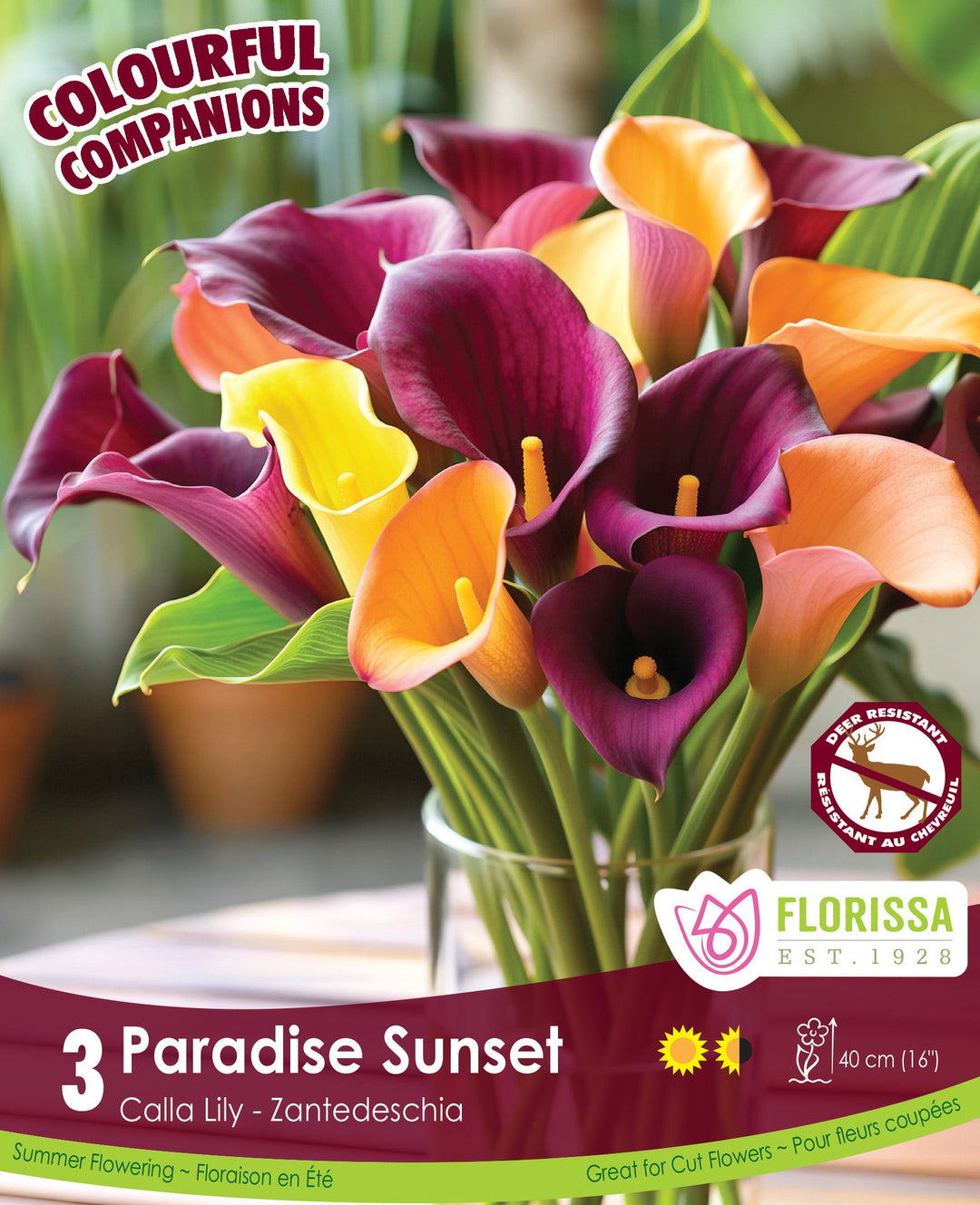 Calla Lily - Paradise Sunset, Colourful Companions 3 Pack