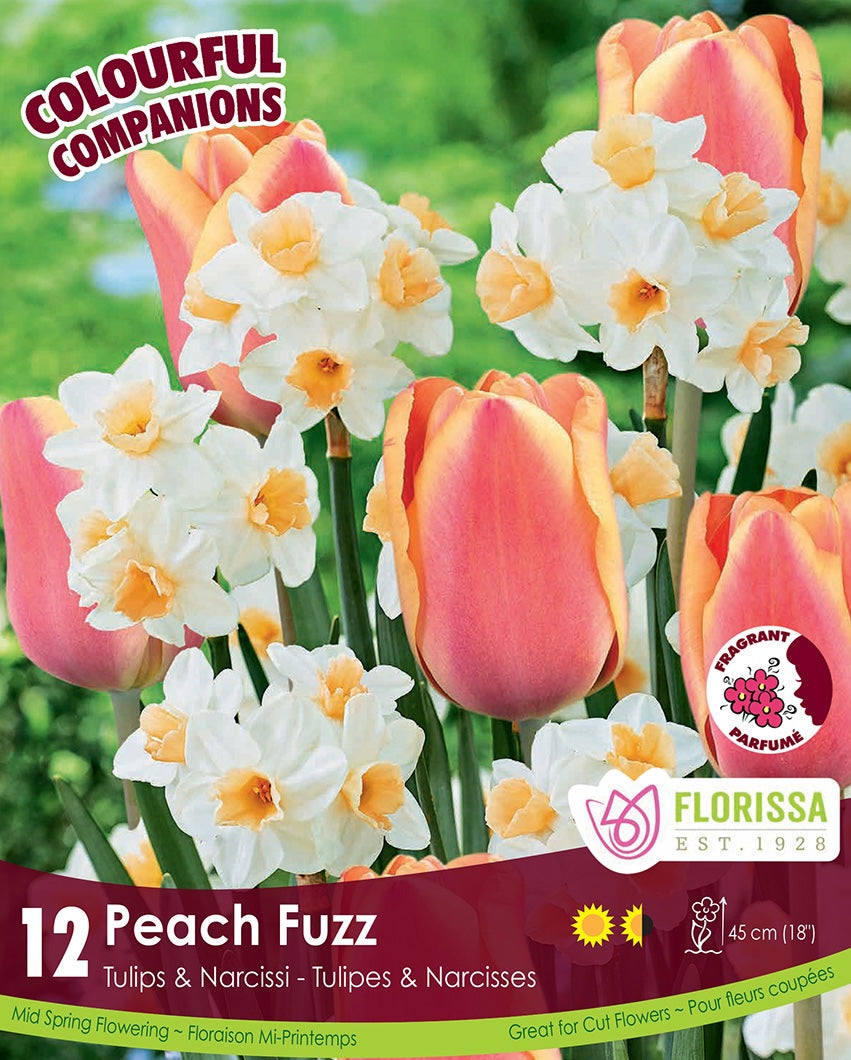 Tulips & Narcissus - Peach Fuzz, Colourful Companions, 12 Pack